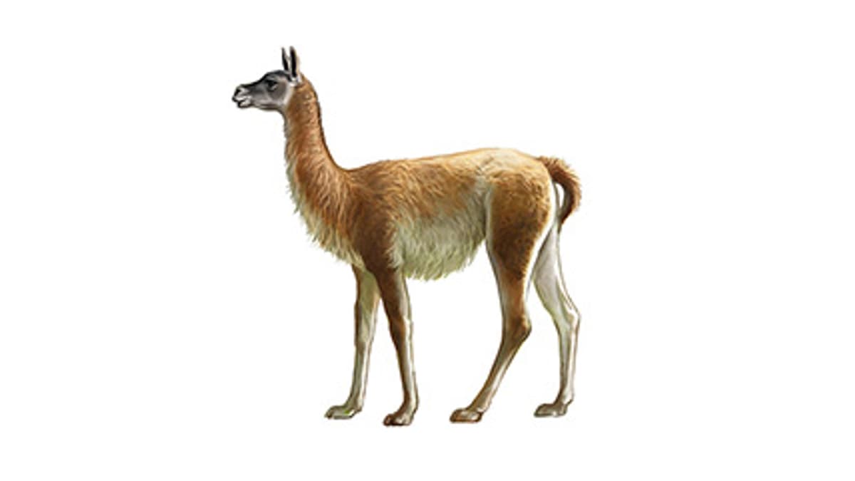 Illustration Guanako