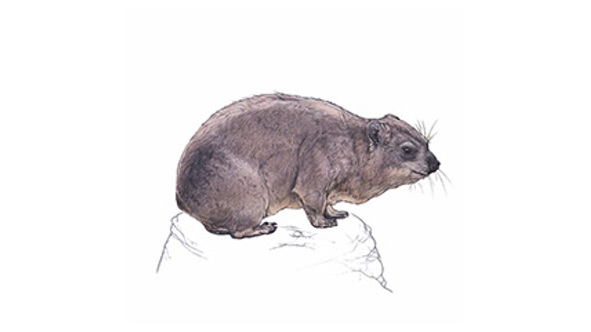 Illustration Kap-Klippschliefer