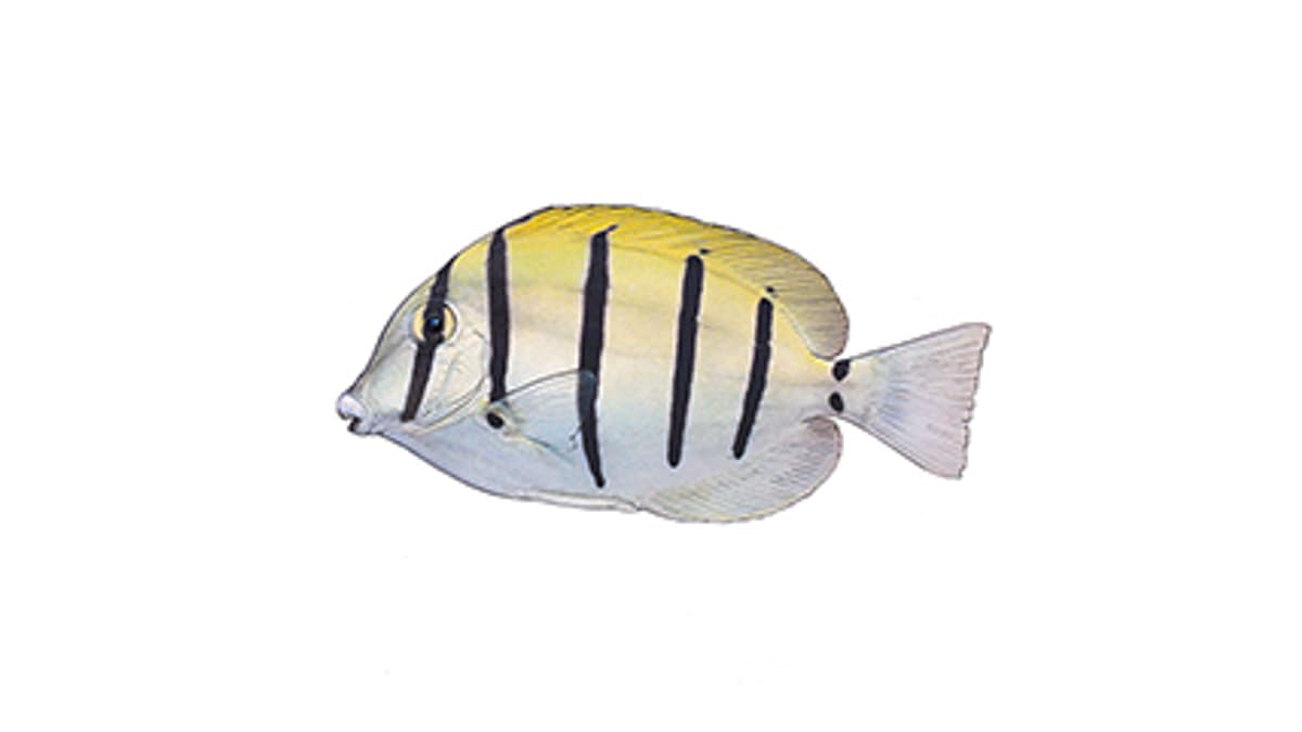 Illustration Gitter-Doktorfisch