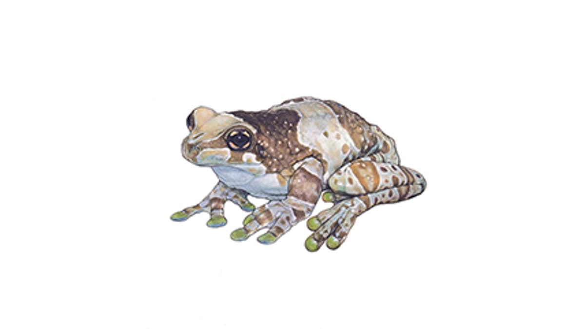 Illustration: Baumhöhlen-Krötenlaubfrosch