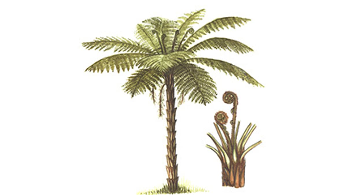 Illustration Baumfarn