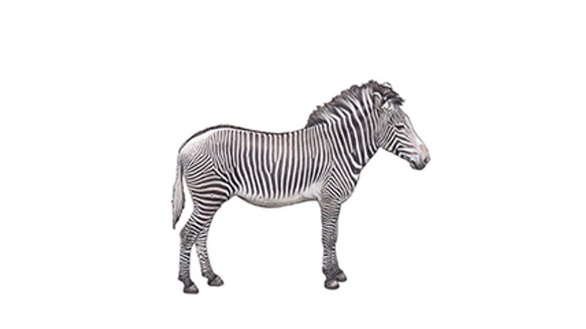Illustration Grevyzebra