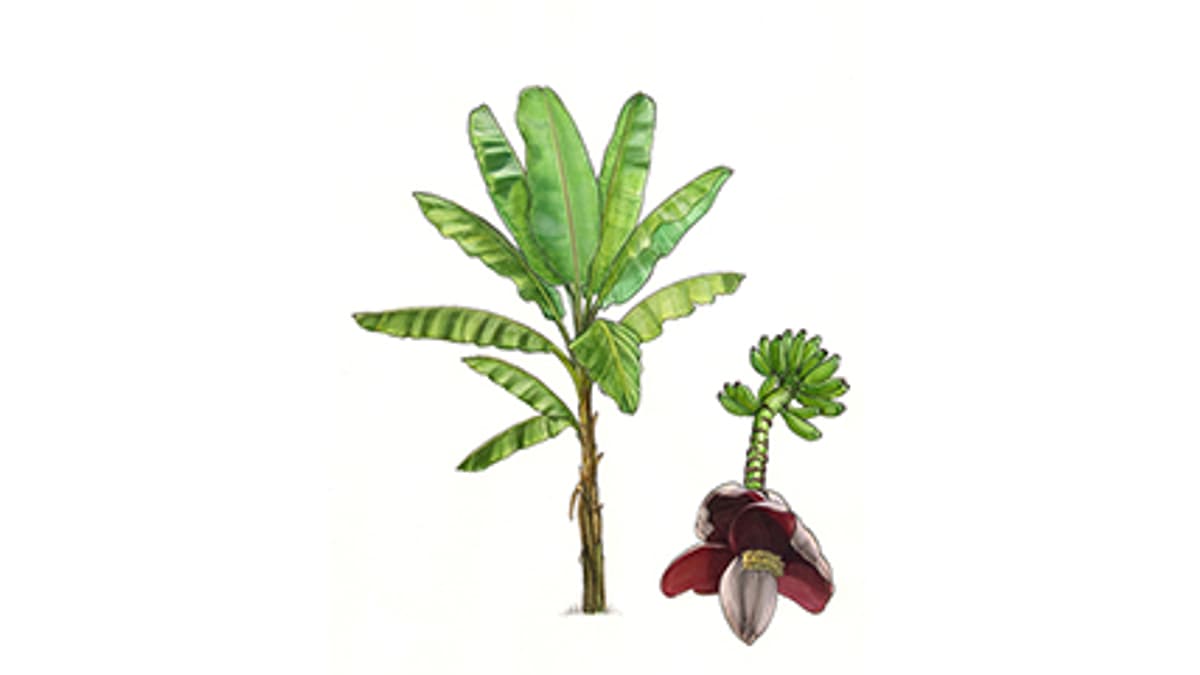 Faserbanane