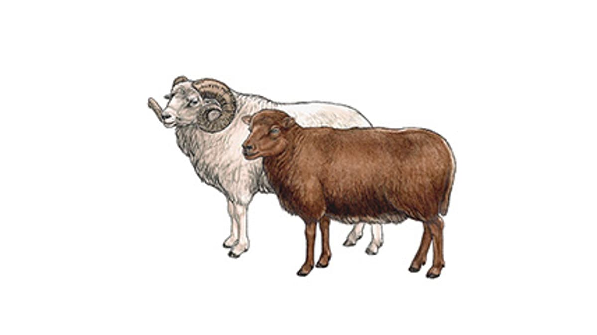 Illustration Ouessant-Schaf