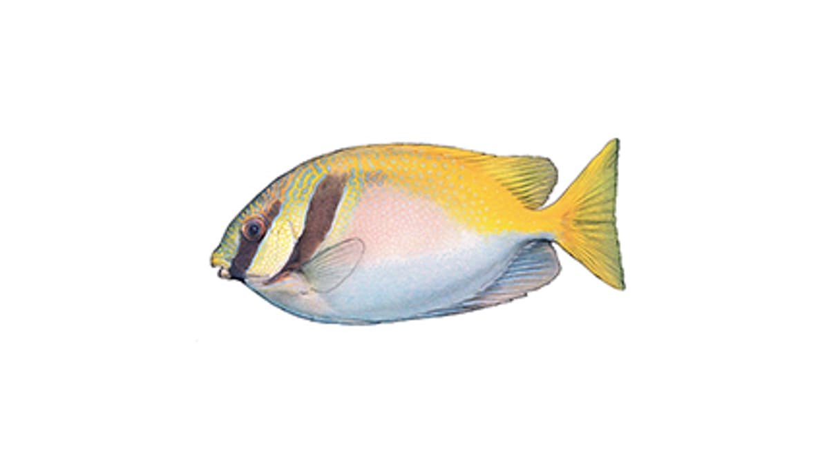 Illustration Barhead spinefoot