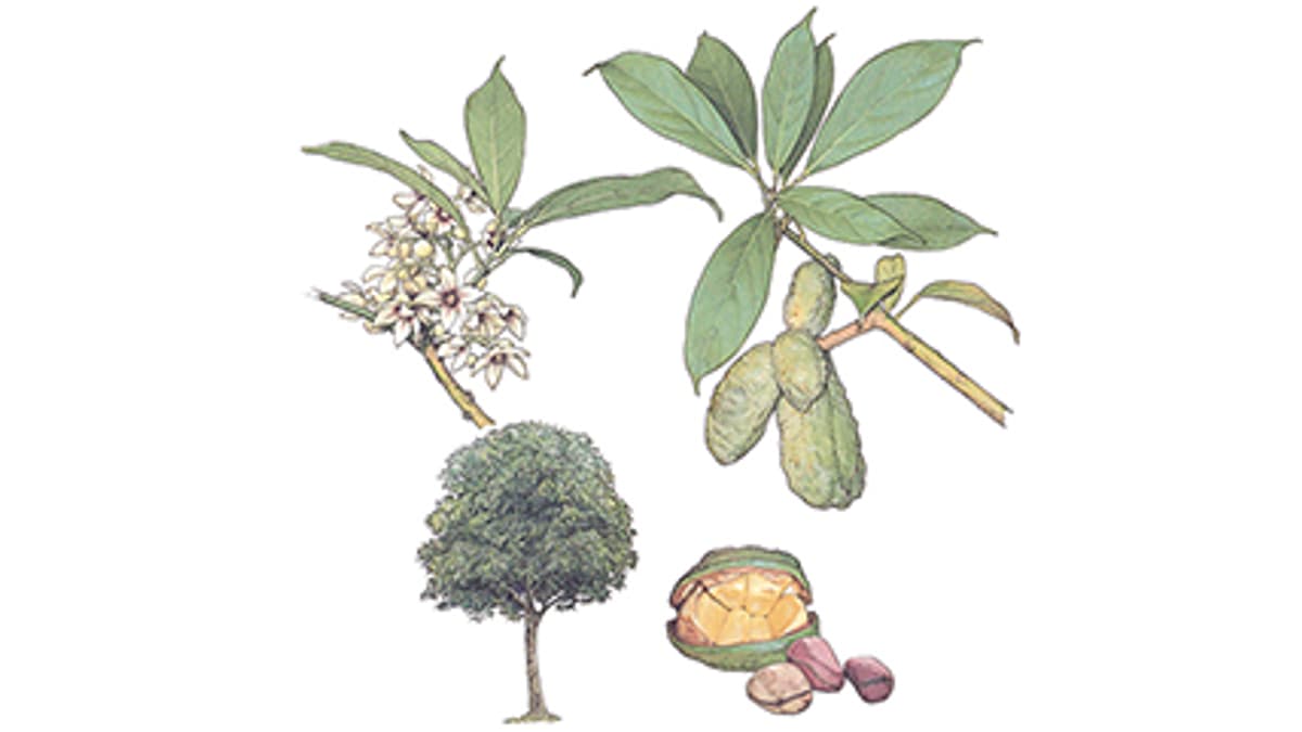 Illustration Kolabaum
