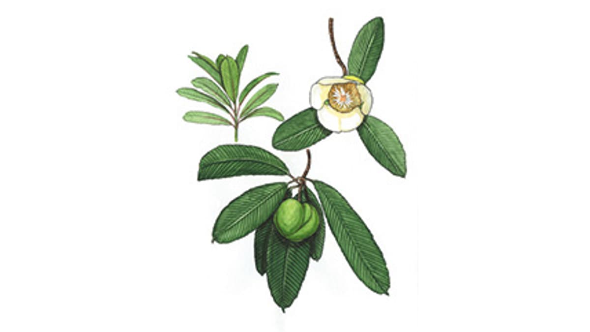 Illustration Elefantenapfel