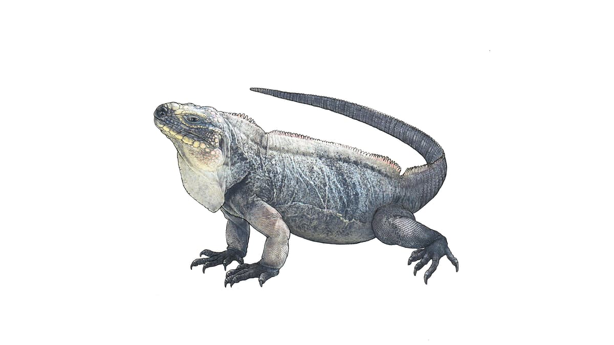 Exuma-Wirtelschwanzleguan