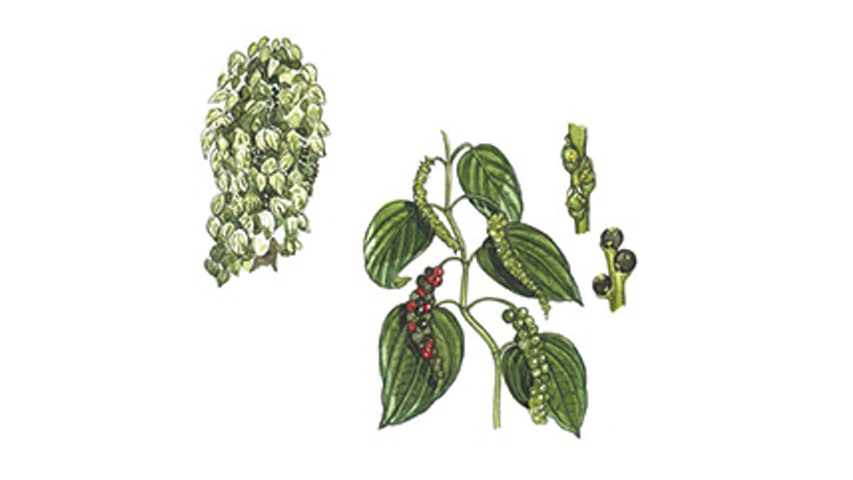 Illustration Pfeffer