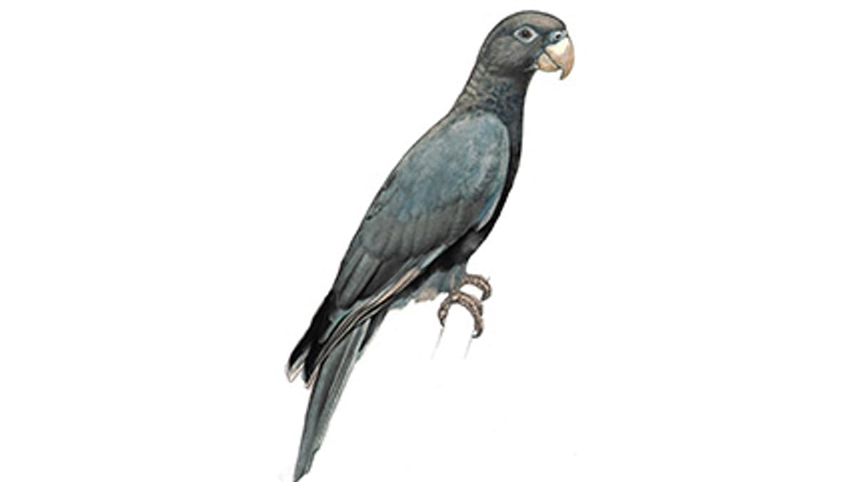 Illustration Grosser Vasapapagei