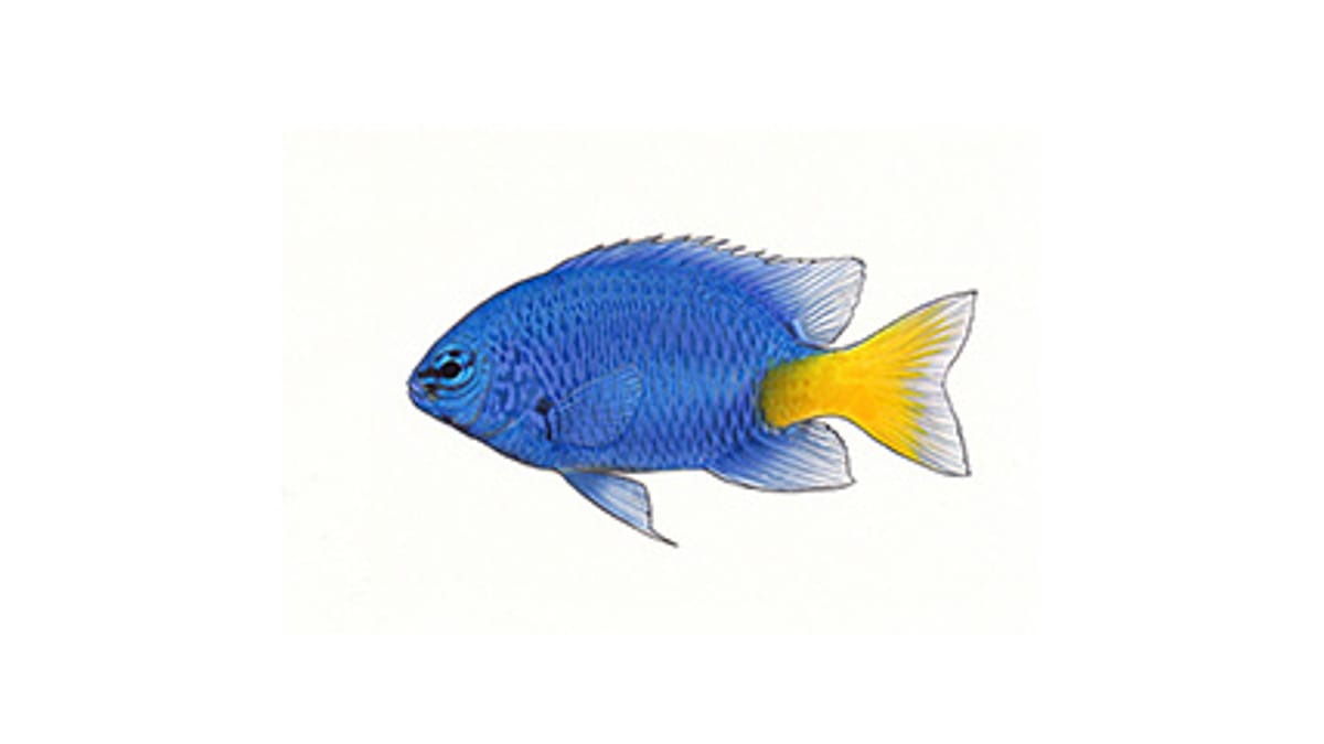 Illustration Gelbschwanz-Demoiselle