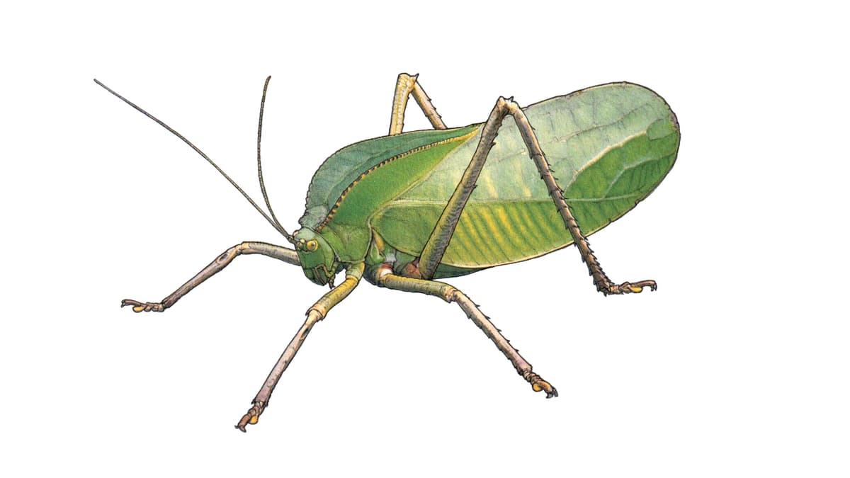 Illustration Riesenblattschrecke