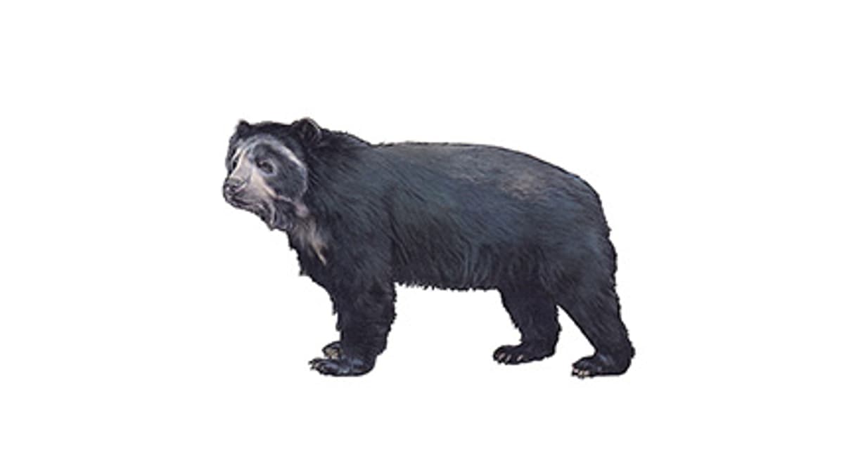 Illustration Brillenbär