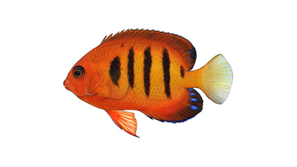 Illustration Flammen-Zwergkaiserfisch