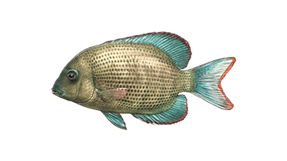 Illustration Menarambo-Buntbarsch 
