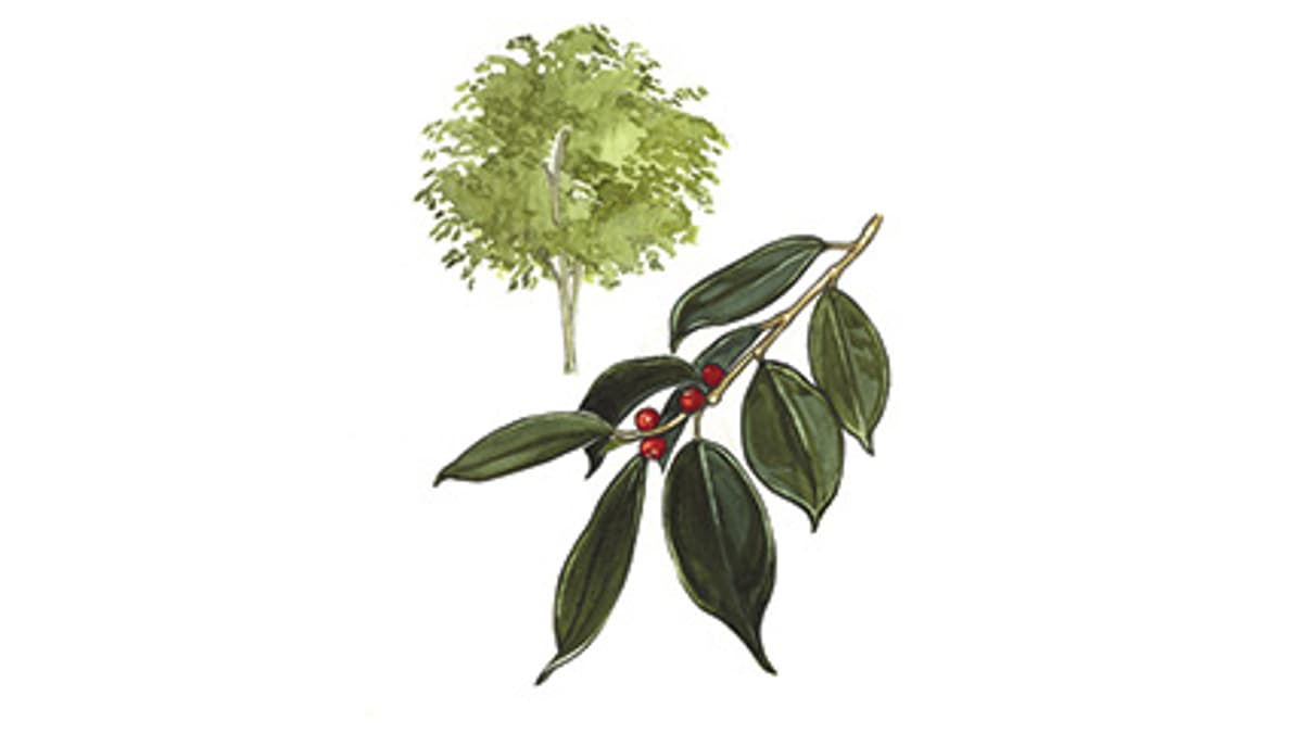 Illustration Birkenfeige