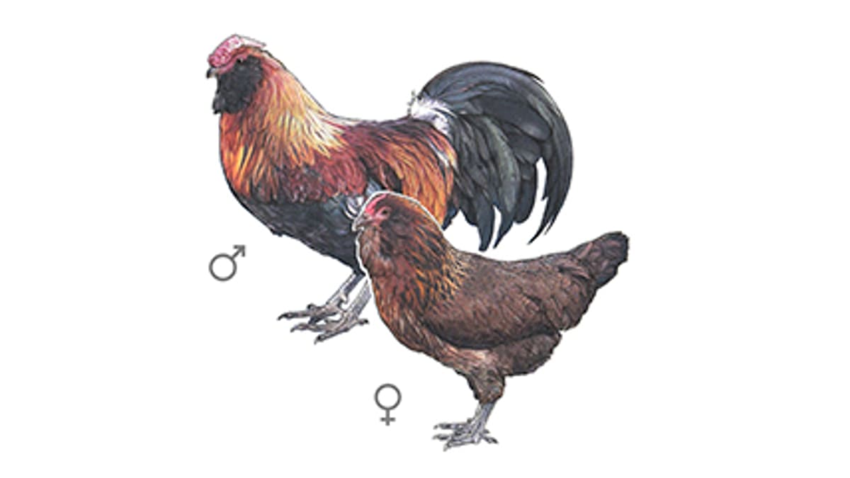 Illustration Appenzeller Barthuhn