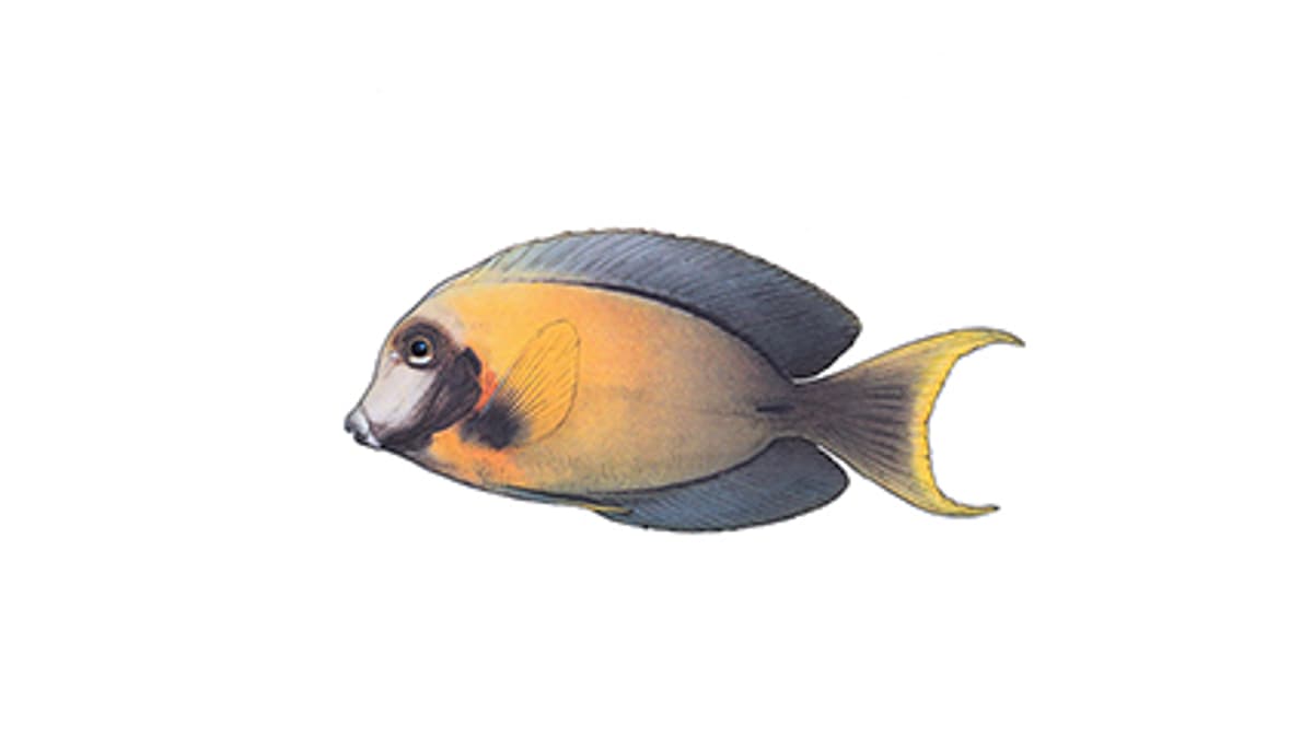 Illustration Schokoladen-Doktorfisch