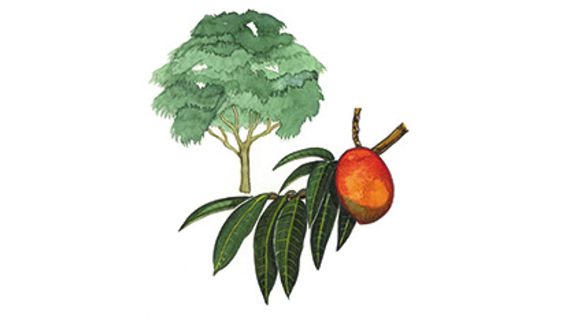 Illustration Mangobaum