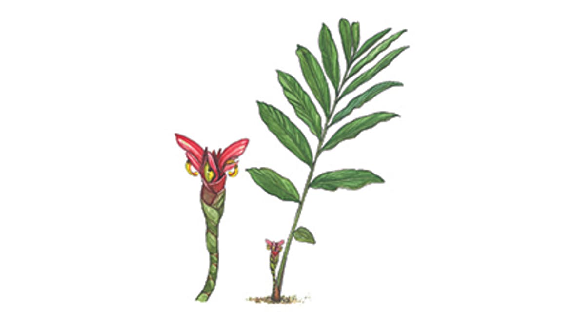 Illustration Kamerun-Kardamom