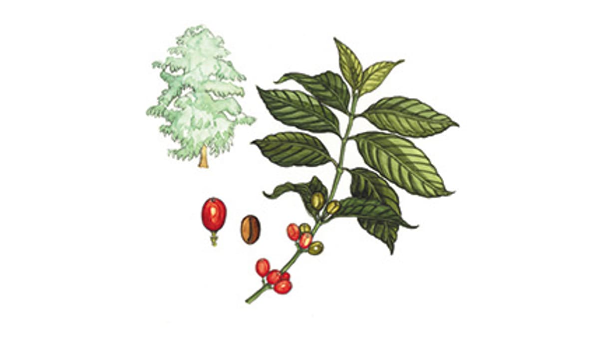 Illustration Kaffee