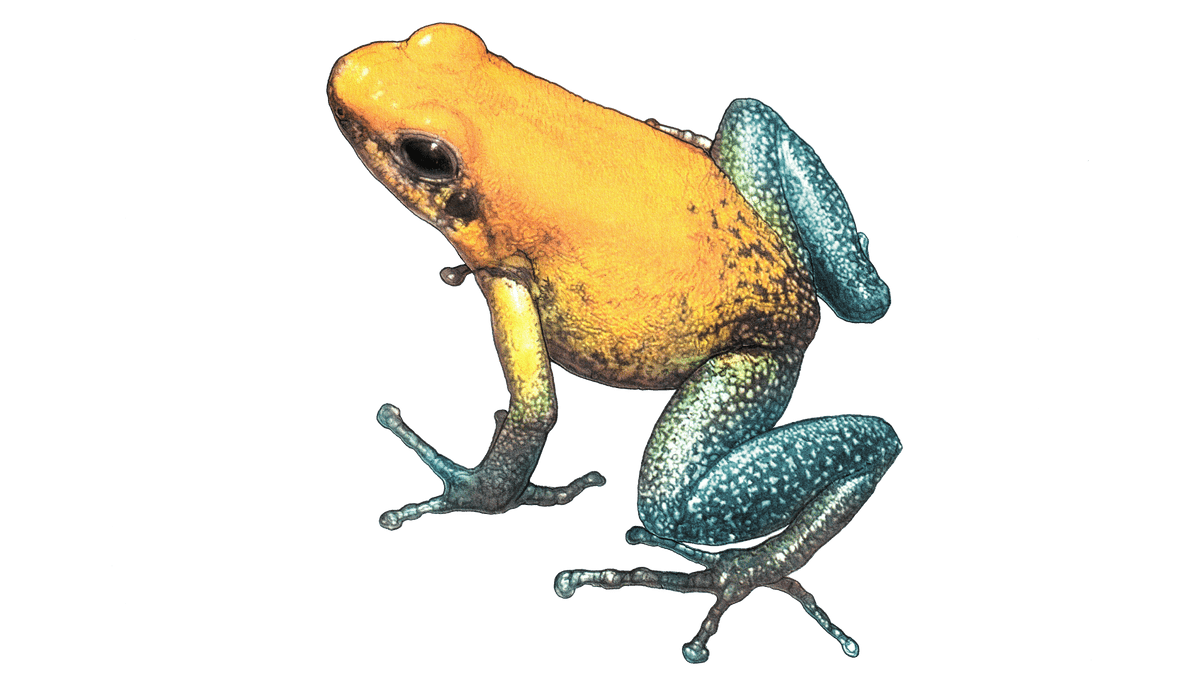 Illustration Black-legged poison dart frog