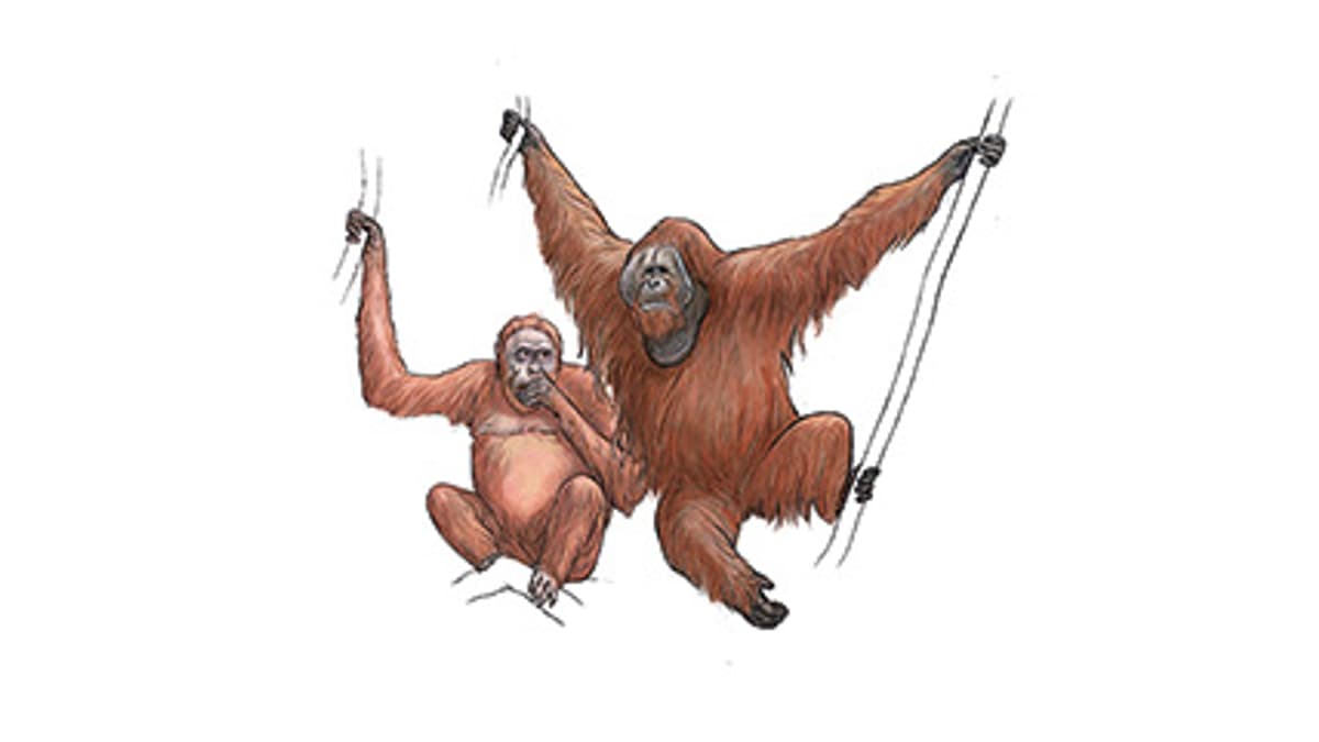 Illustration Sumatra-Orang-Utan