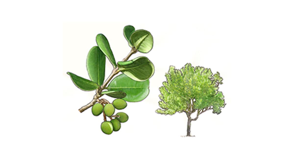Madagaskar-Olive