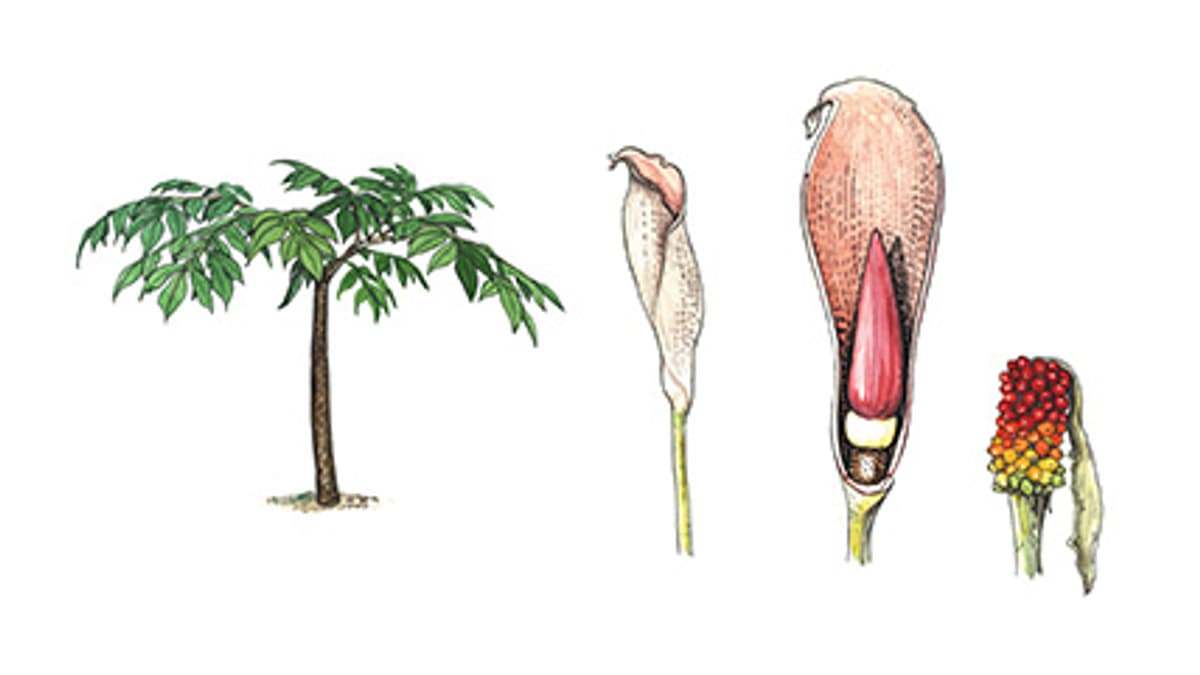 Illustration Titanenwurz