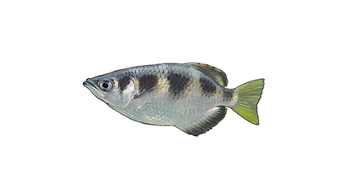 Illustration Schützenfisch