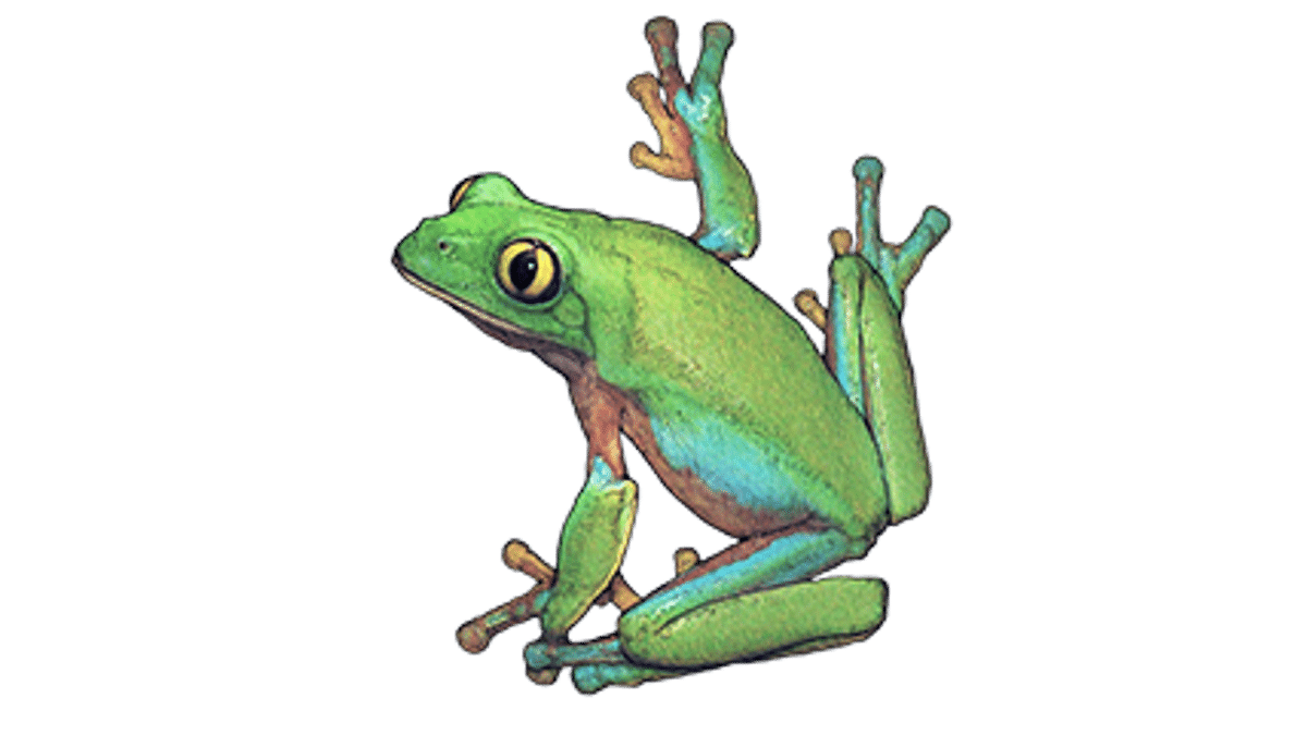 Illustration Orangeaugen-Laubfrosch