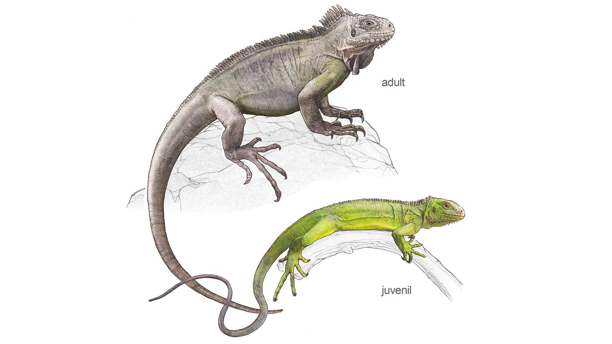 Illustration: Kleiner Antillen-Leguan