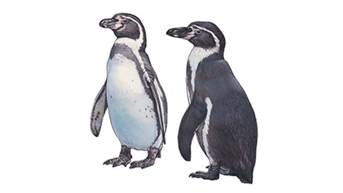 Illustration Humboldtpinguin