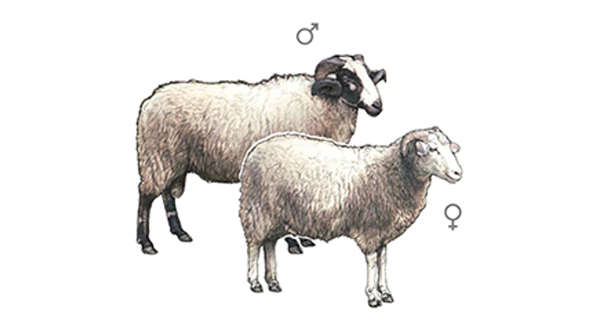Illustration Bündner Oberländer Schaf