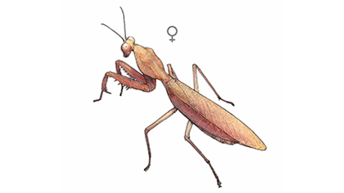 Illustration Riesenschildmantis