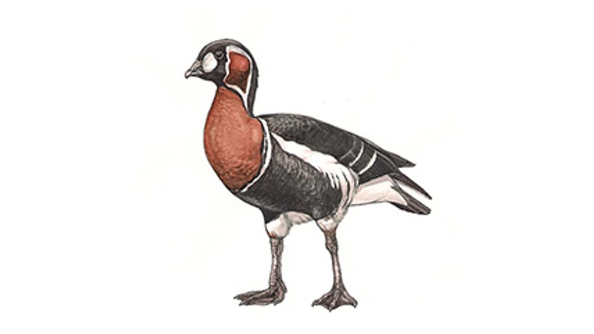 Illustration Rothalsgans