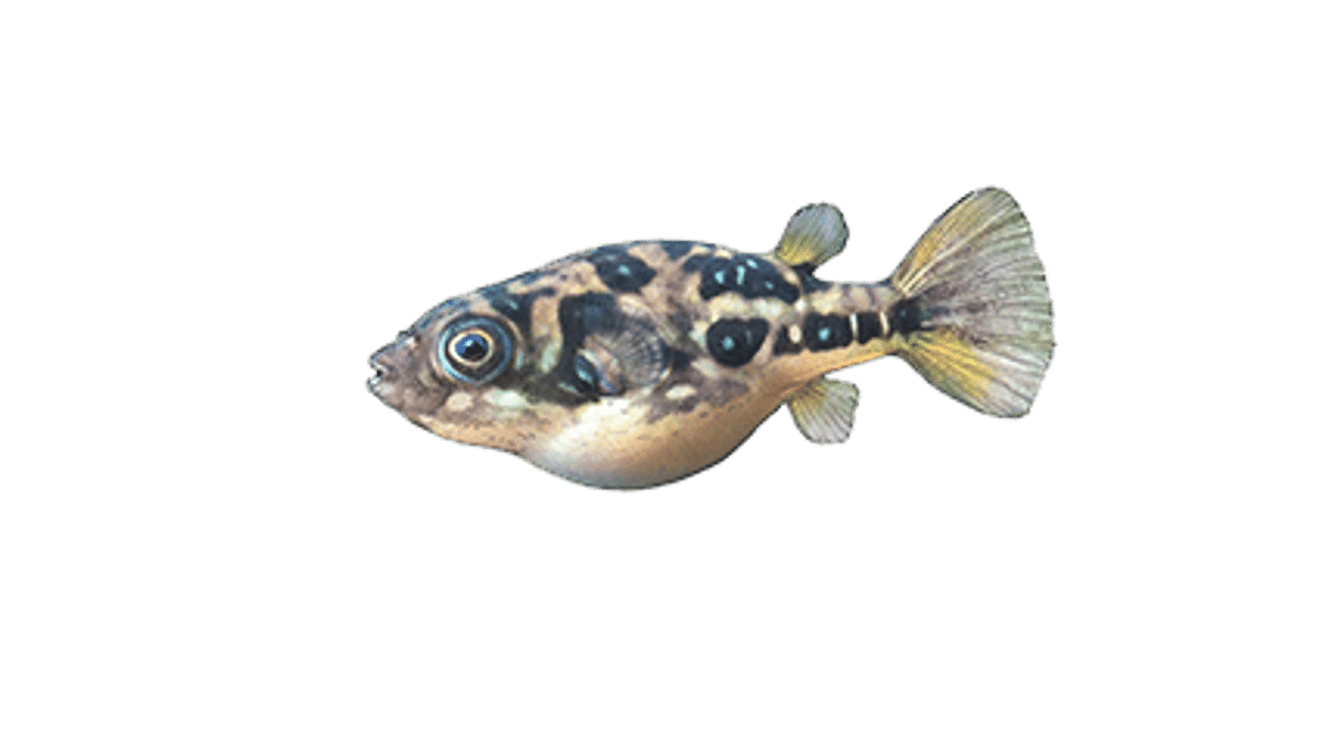 Tétraodon nain Malabar