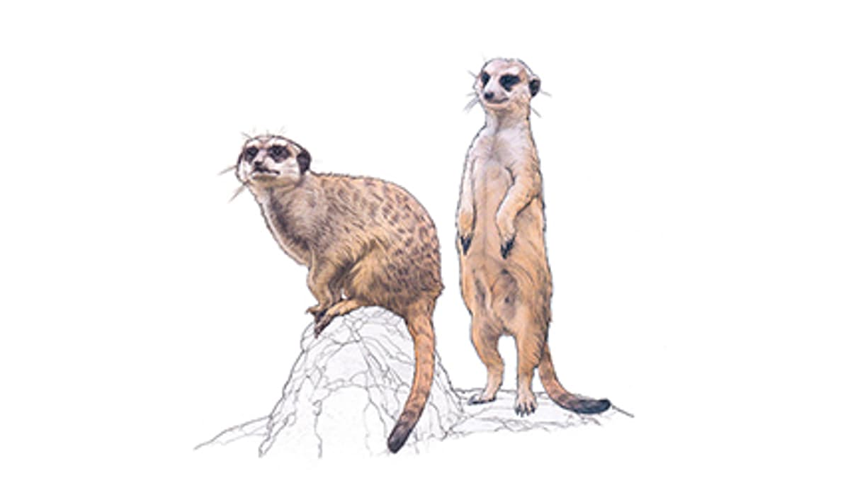 Erdmännchen