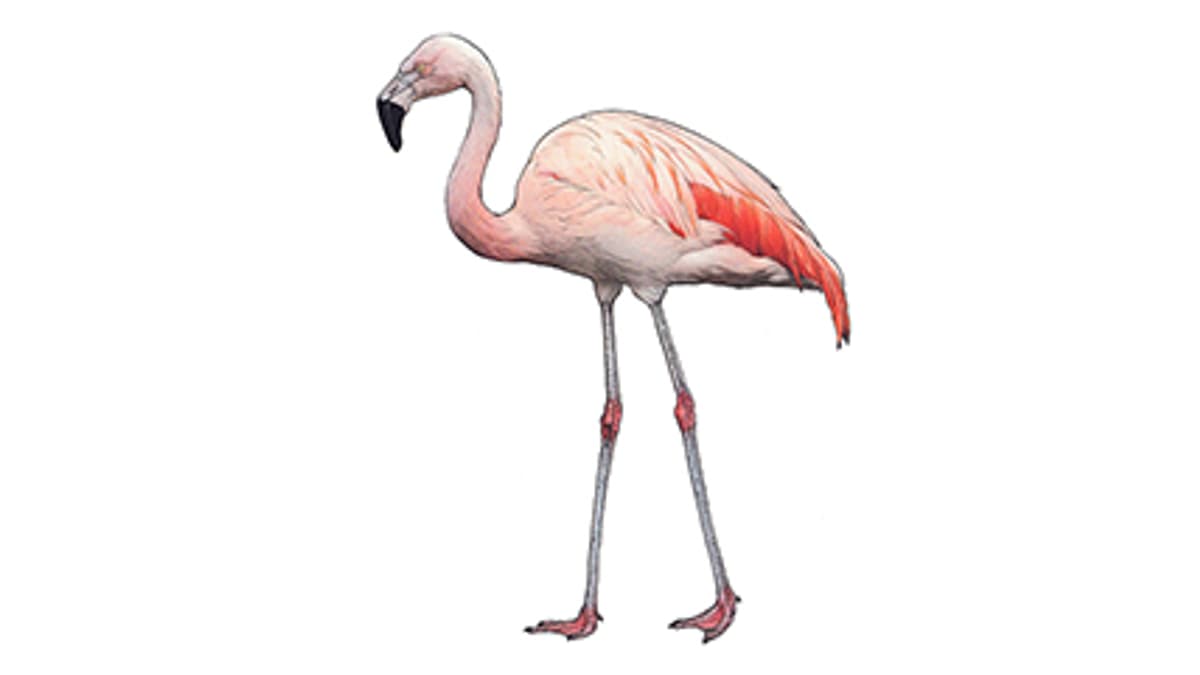 Chileflamingo