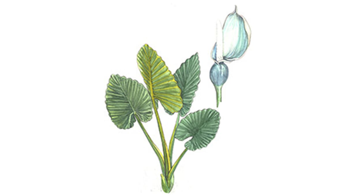 Illustration Elefantenohr