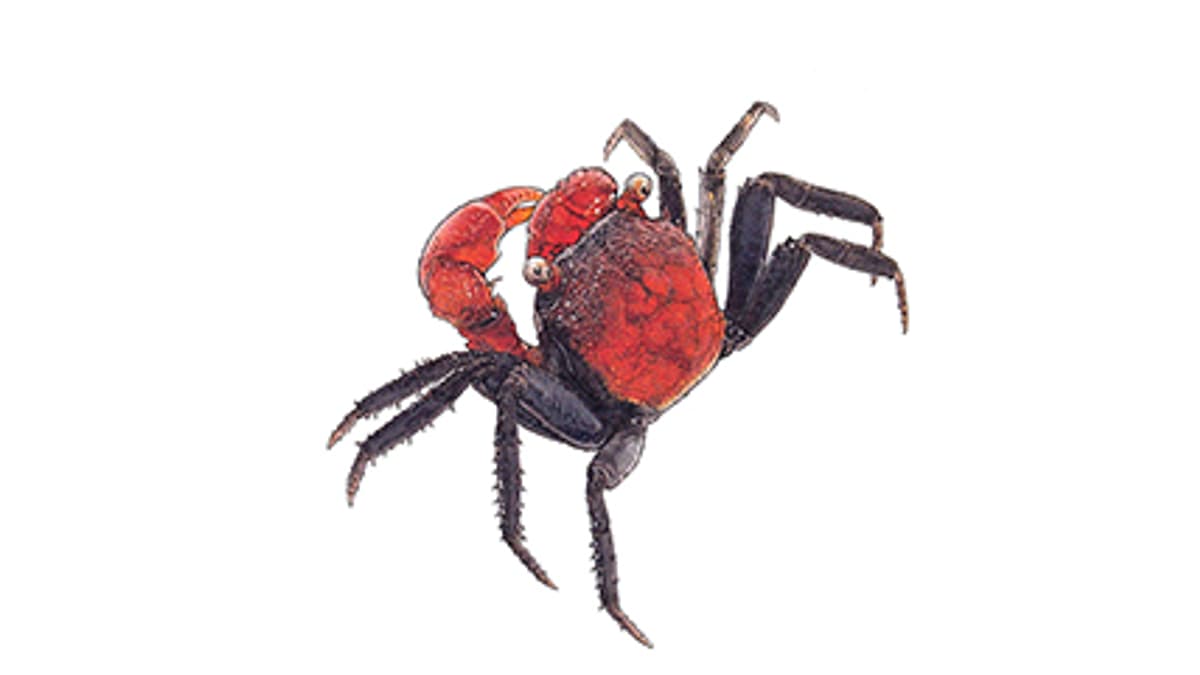 Illustration Rote Vampirkrabbe